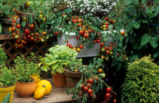 Tomatoes can be grown and harvested in pots