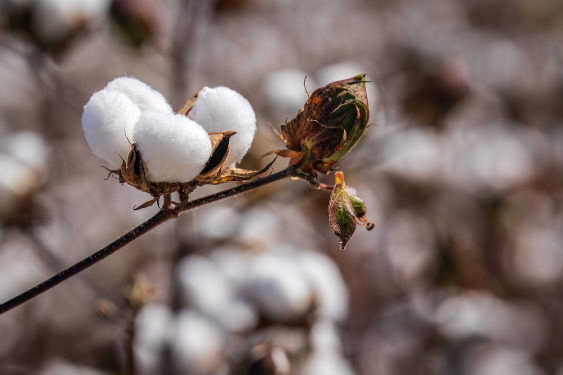 Cotton price fell down nearly 8 to 12 percentage in the country
