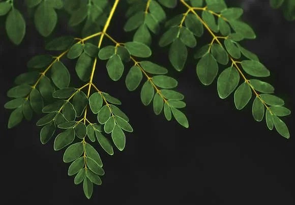To control blood sugar, eat moringa leaves