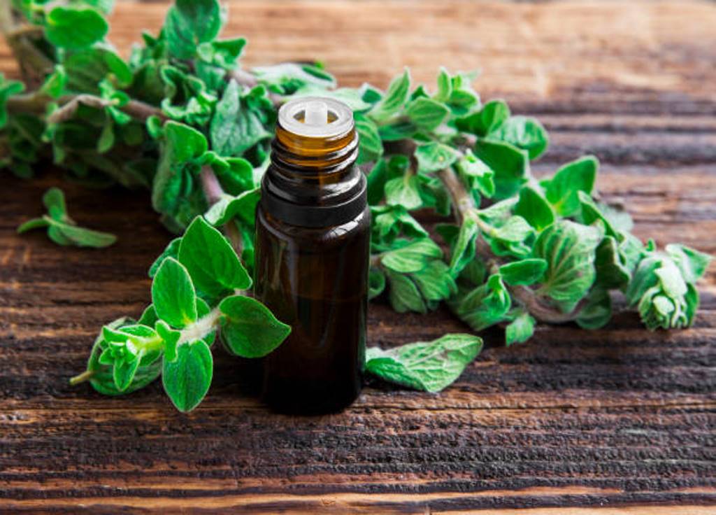 Oregano can be used for skin and hair health