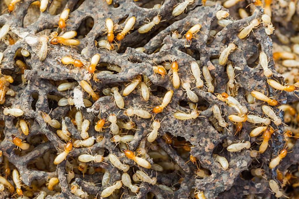 Natural remedies to prevent termites