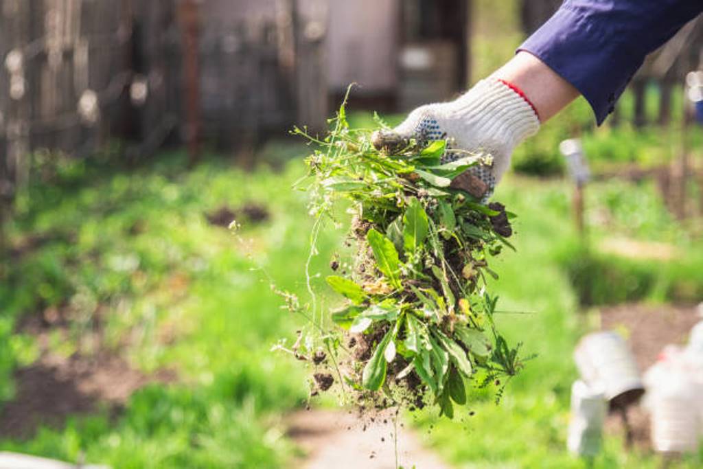 Some easy ways to get rid of weeds in the fields