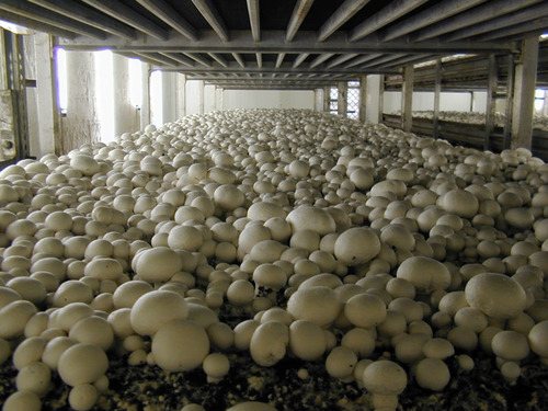 mushroom farmimg