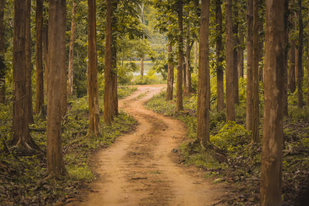 Forest department saplings are ready to make the green society