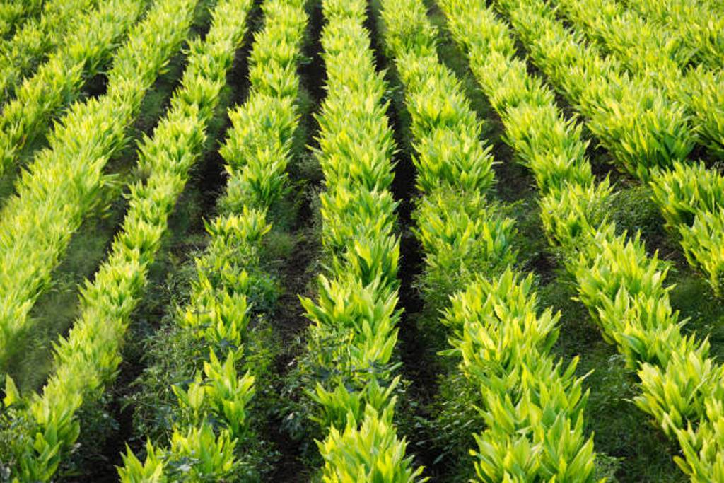 Care should be taken in cultivation to get best yield of turmeric