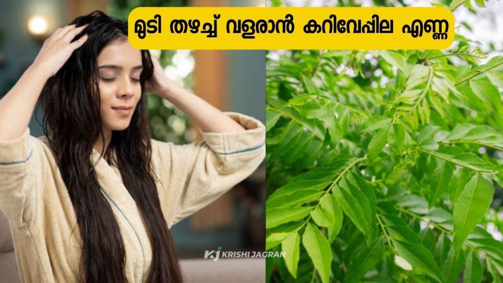 You can make curry leaves oil at home for hair growth