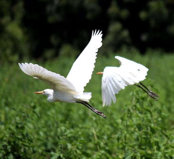 PM Modi flags off schemes to protects mangroves and wetlands