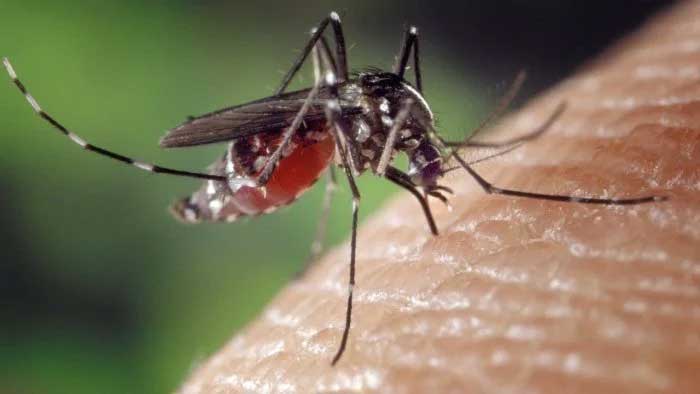 Presence of virus in Aedes mosquitoes: DMO calls for vigilance