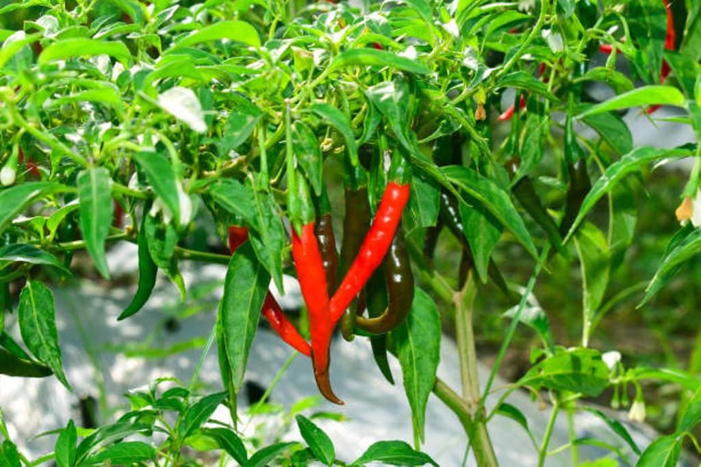 Chili cultivation can now be done; Farming methods