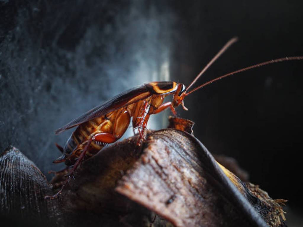 These are ways to get rid of the cockroach