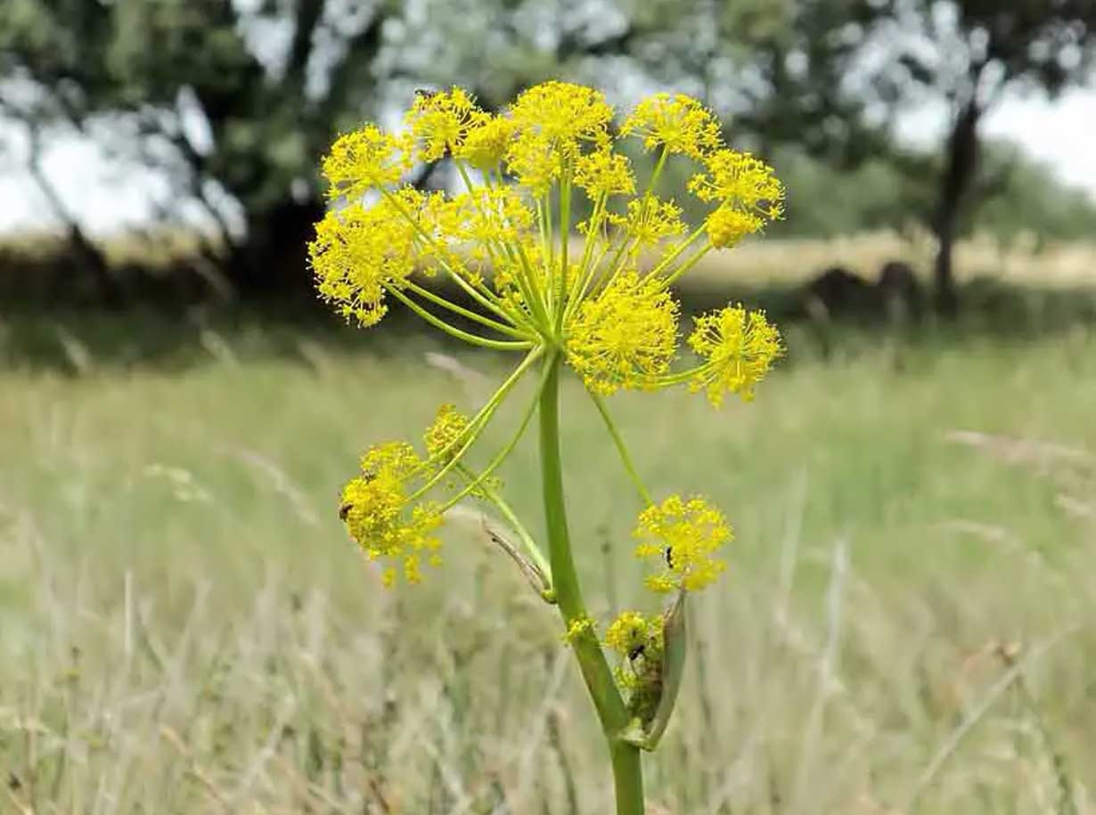 കായം