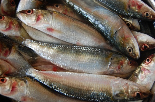 indian sardine
