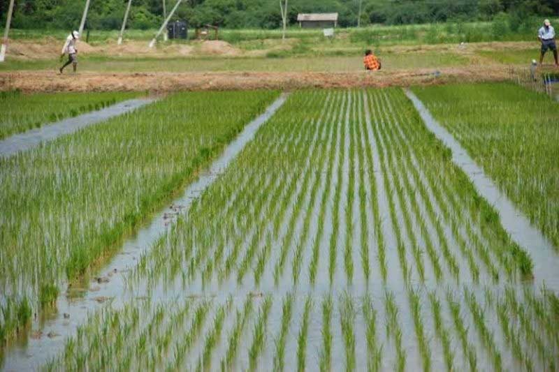 Apply for state level farmer awards