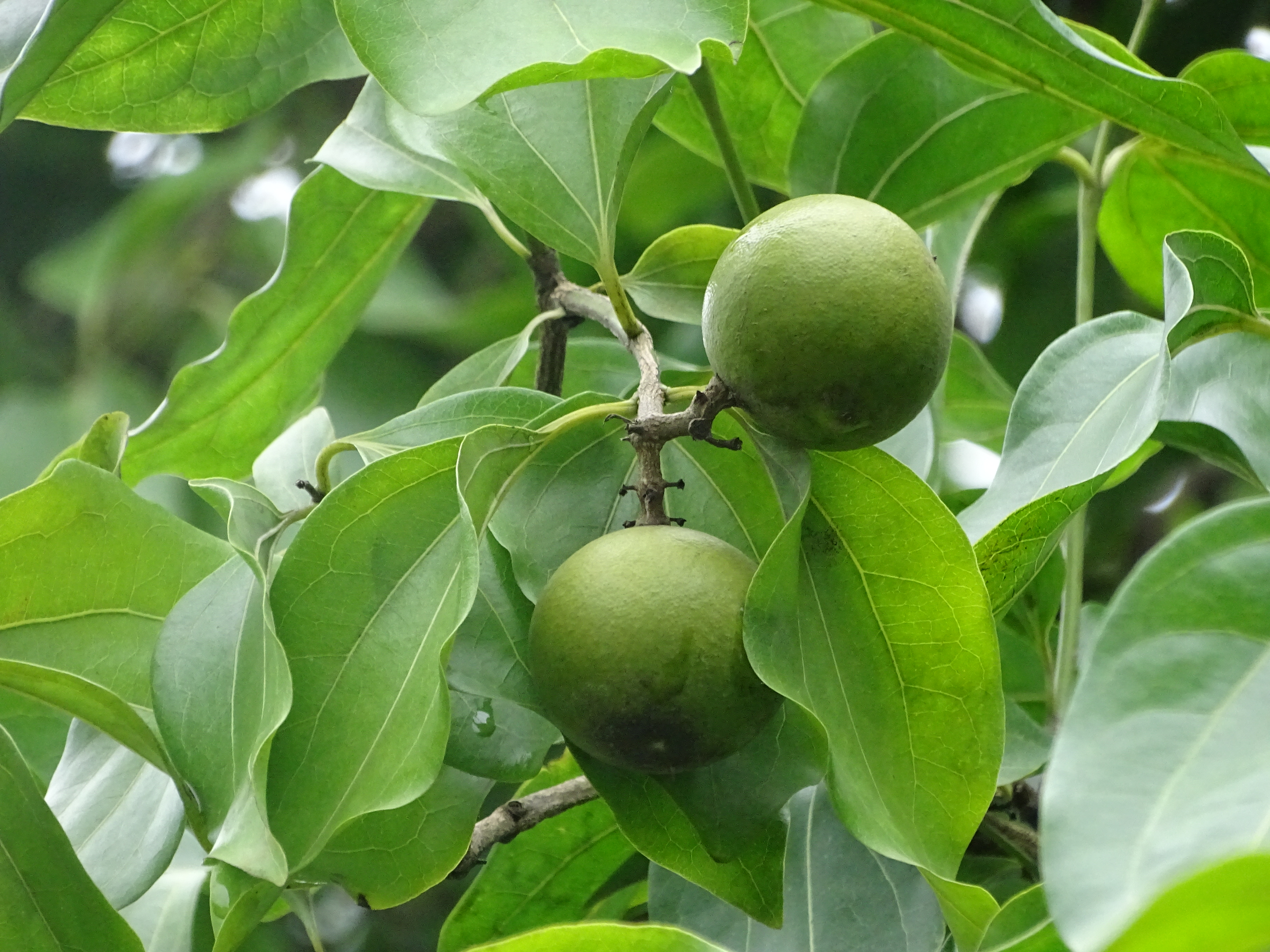 കാഞ്ഞിരം