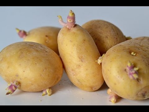 potato with bud