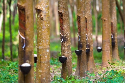 Rubber plantations are increasing in Kerala says report