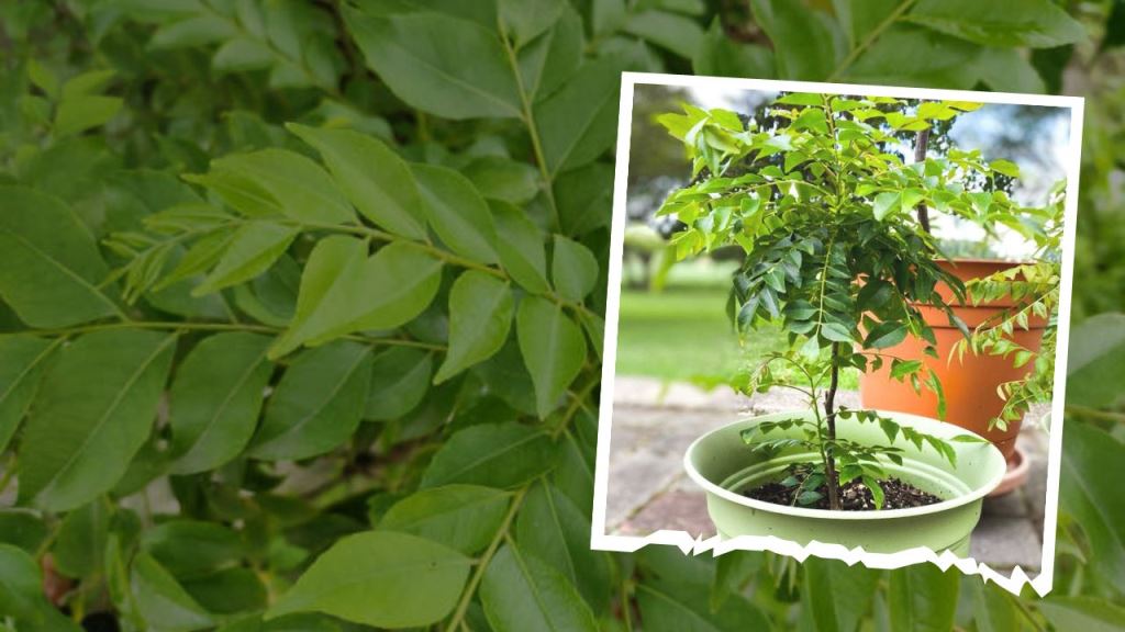 Here's how to grow curry leaves healthy!