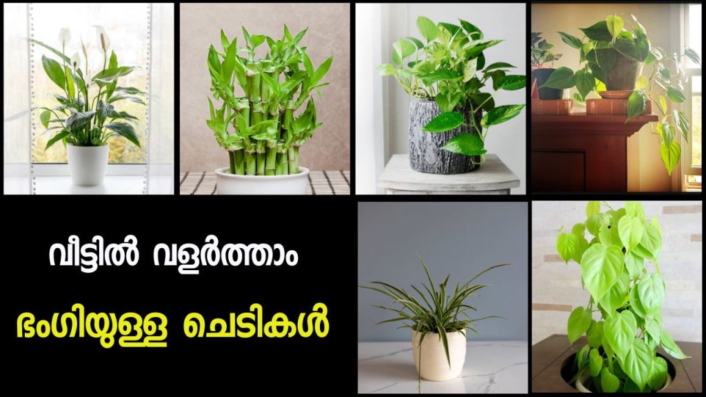 Plants that can be grown in water to beautify the house