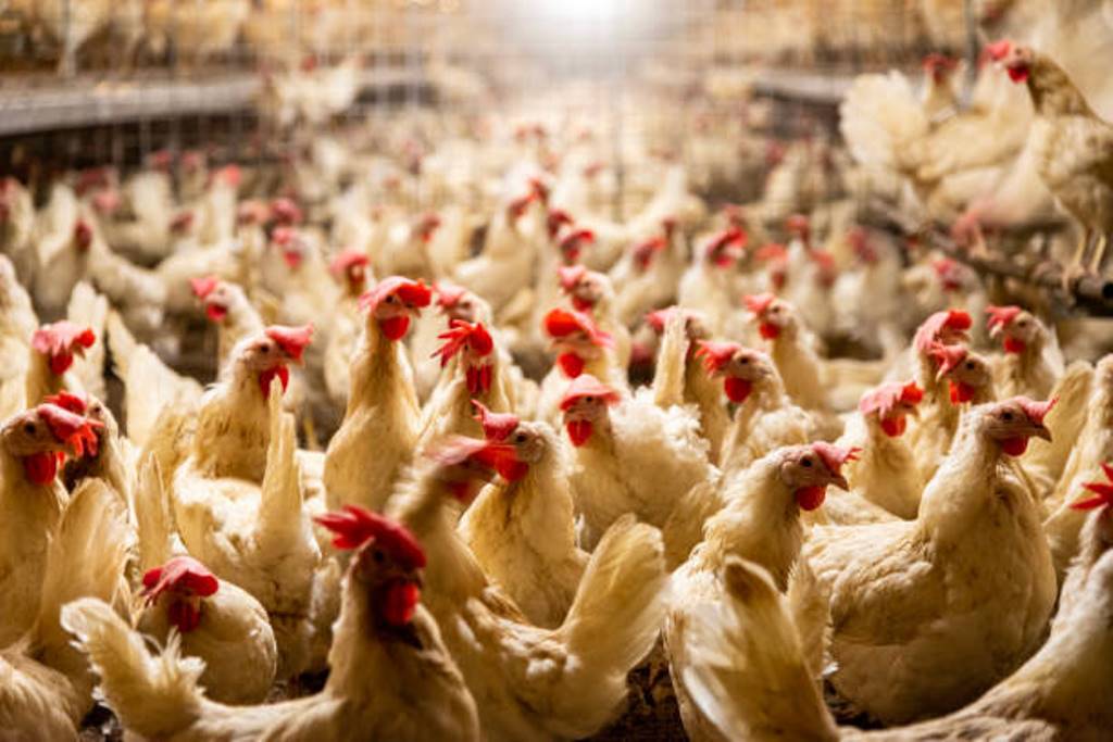 Students to become self-sufficient through poultry farming