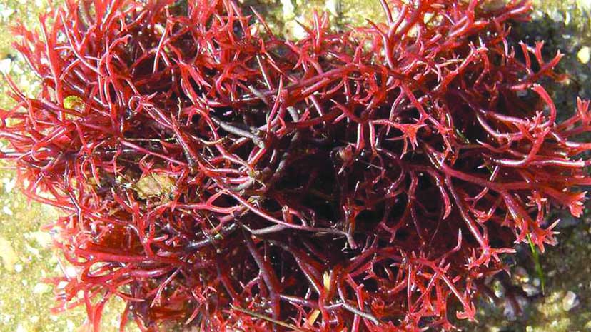 Post-Covid health issues: CMFRI with seaweed product to boost immunity