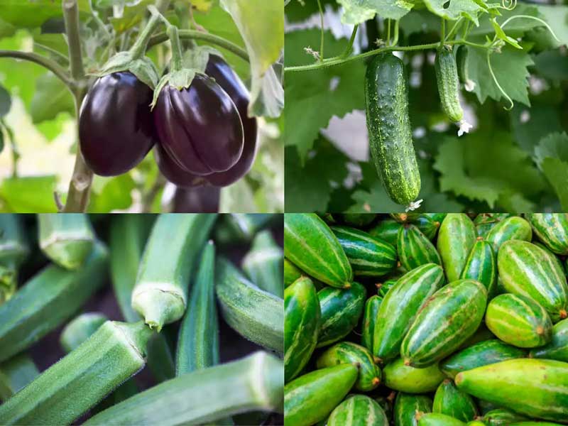Market News July 27, 2023 - Beans (English) (Achingapayar) (Vallipayar), Tomato
