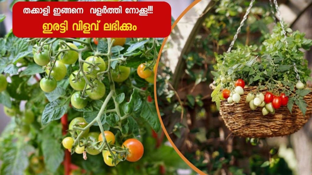 Tomatoes can be grown in hanging baskets to double your harvest!
