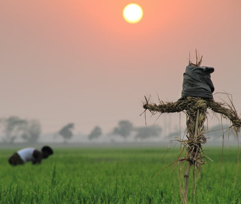Kharif season's paddy seed sowing has increased up to 3.38% says Ministry of Agriculture