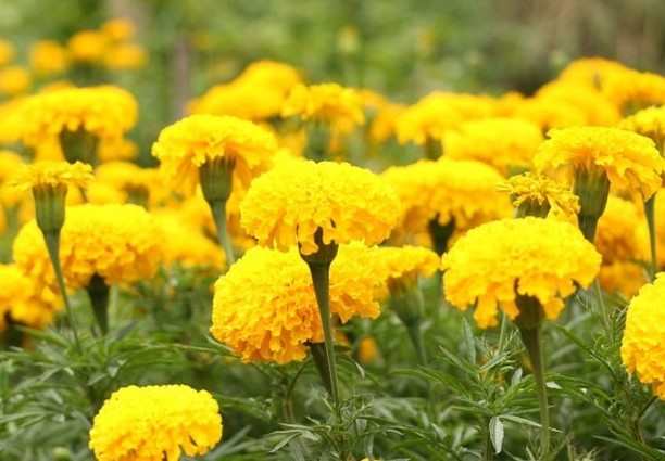 Kudumbha Sree units started cultivating flowers for Onam