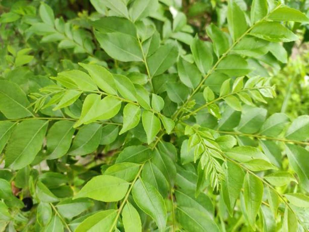 Curry leaves can be eaten daily; Health benefits