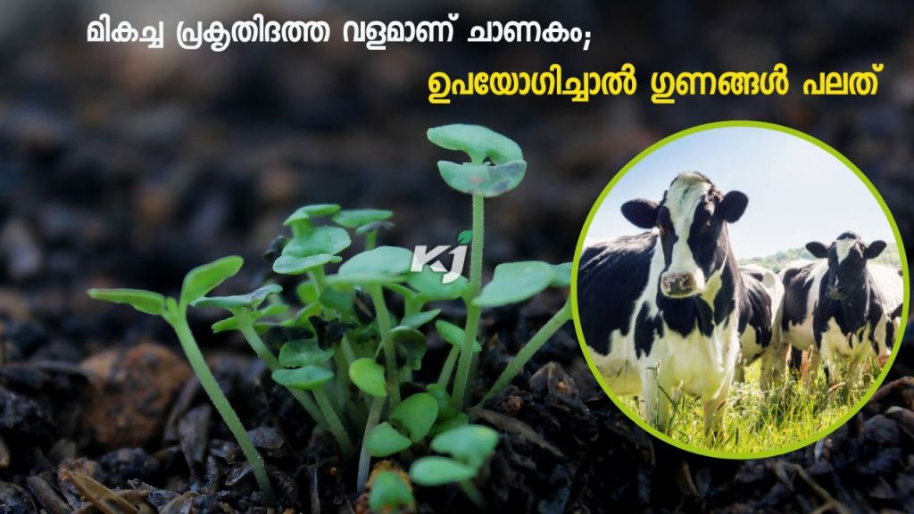 Cow Manure is an excellent natural fertilizer