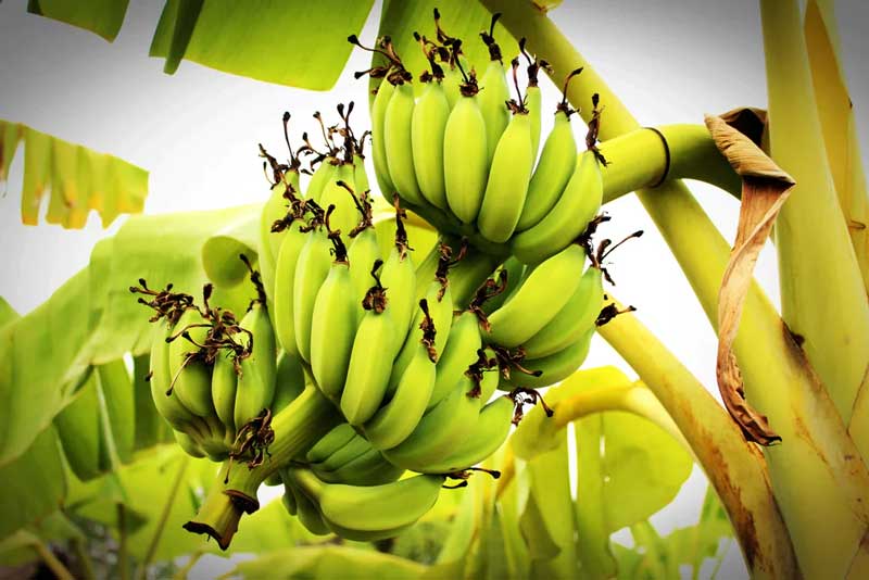 If you pay attention to these while growing bananas, you can get a good harvest