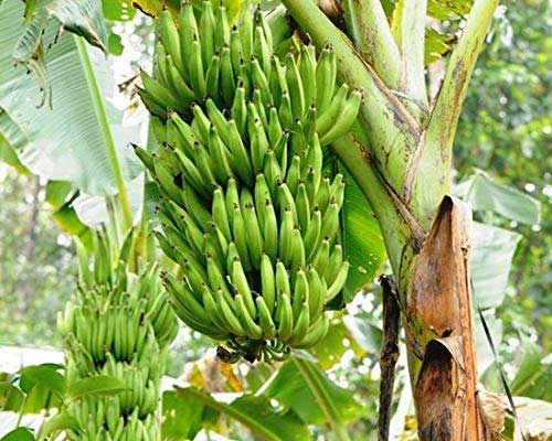 Swarnamukhi banana cultivation method and care Required