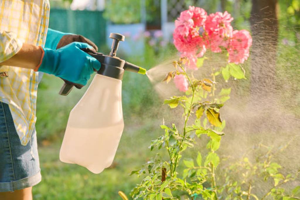These natural solutions to prevent insect infestation