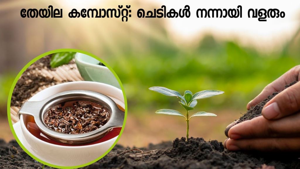 Tea Compost: Try this for better plant growth