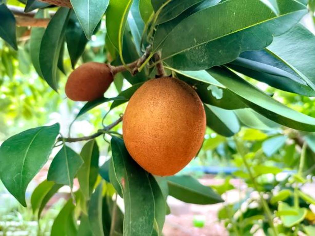 Pests and Diseases Affecting Sapota and Prevention