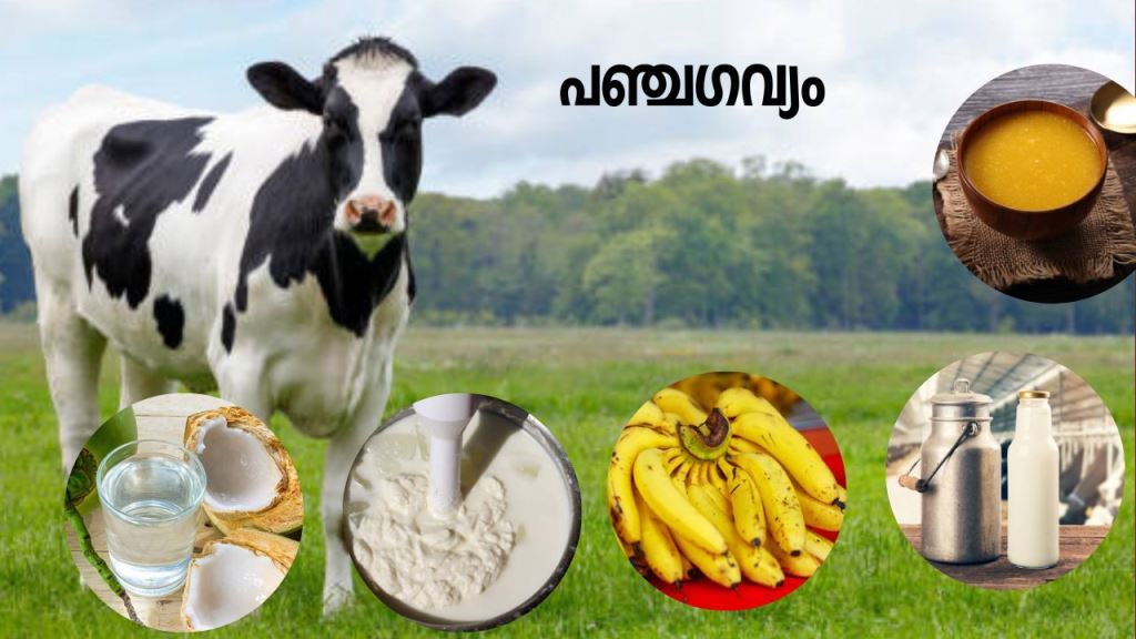 Panchakavya for increasing yield and health
