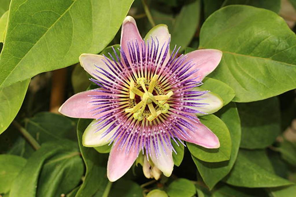 Passion Flower Growing methods
