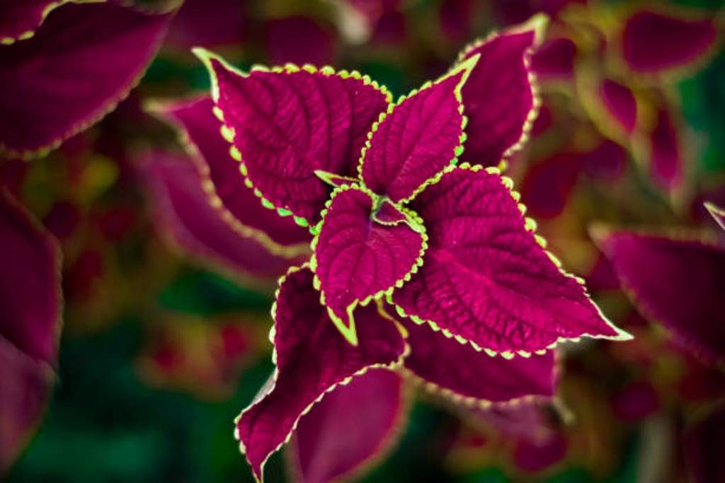 The Coleus plant can be grown; What to watch out for