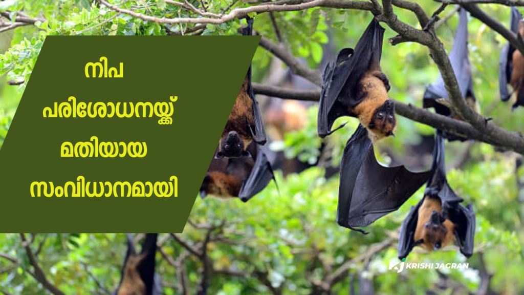 Nipah is an adequate system for inspection: Minister Veena George