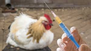 anti biotics for poultry