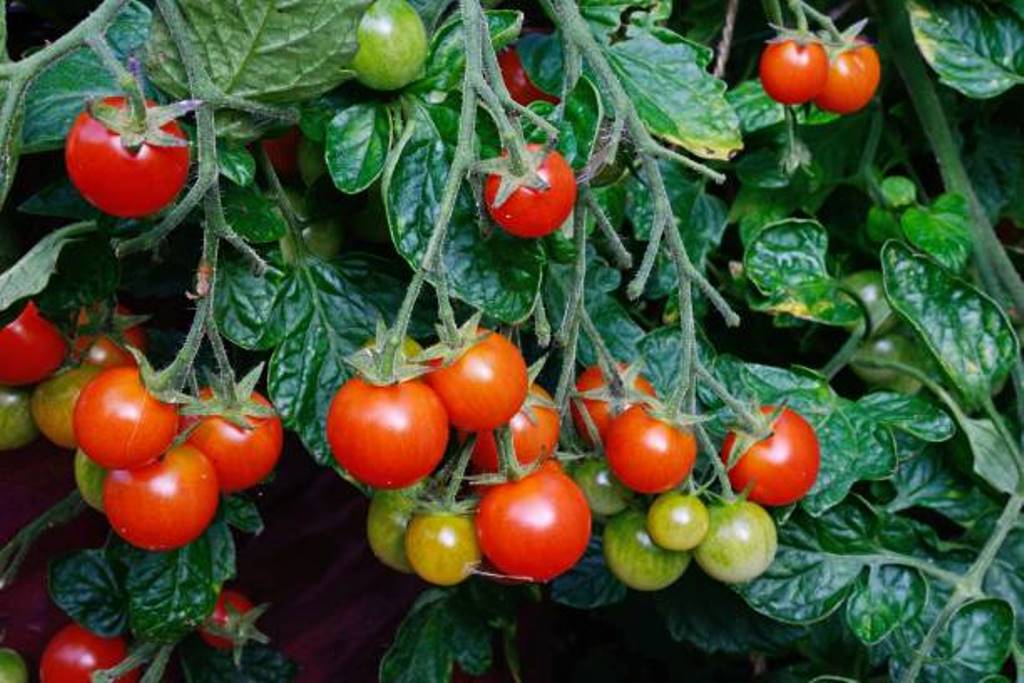 You can grow cherry tomatoes and increase the yield