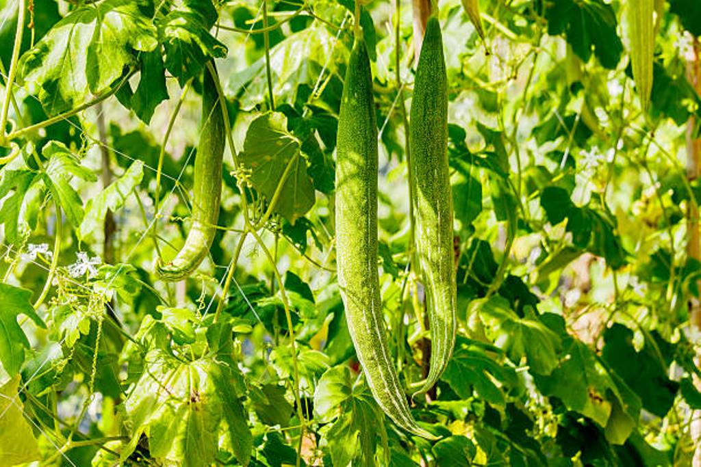When to do snake gourd cultivation? Things to watch out for