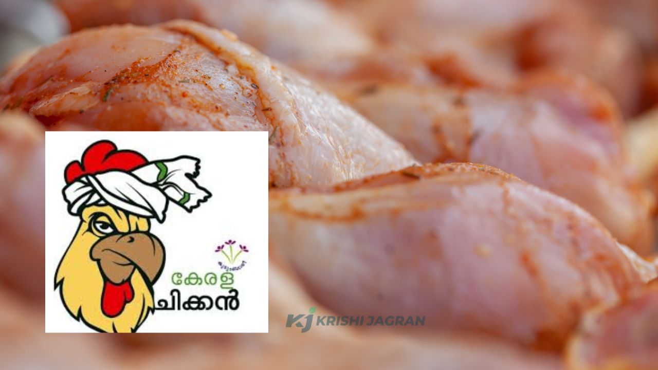 Kerala Chicken; കുടുംബശ്രീയ്ക്ക് 200 കോടി രൂപയുടെ വിറ്റുവരവ്