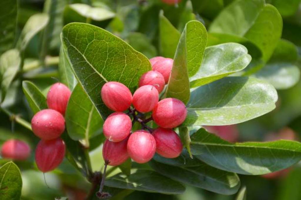 Health benefits of baby cherry fruit, karonda fruit