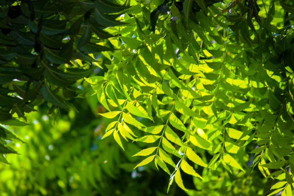 Neem not only provides health; It also has side effects