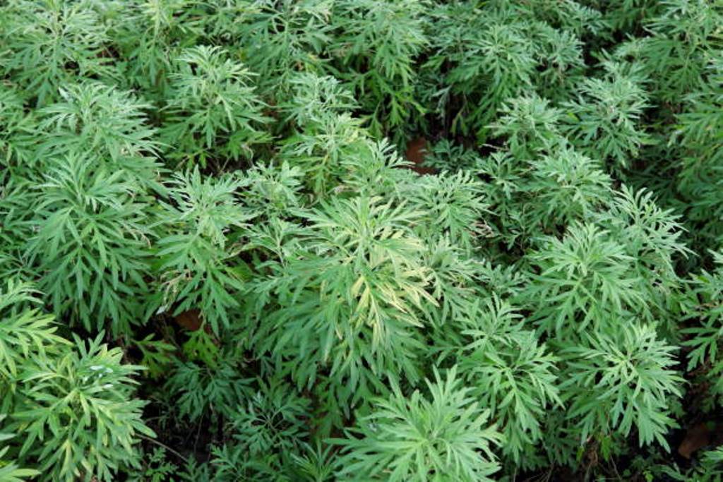 Artemisia Vulgaris which relieves severe as