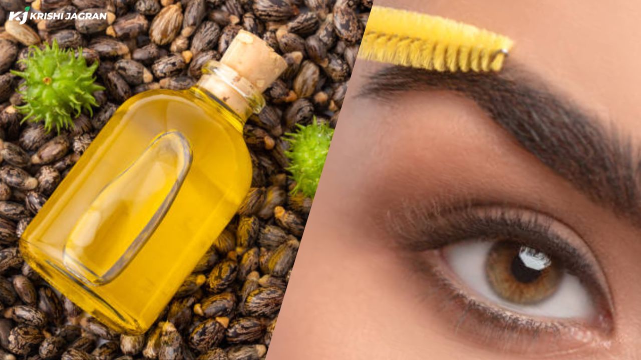 This is how castor oil should be used for dark eyelashes and thick eyebrows