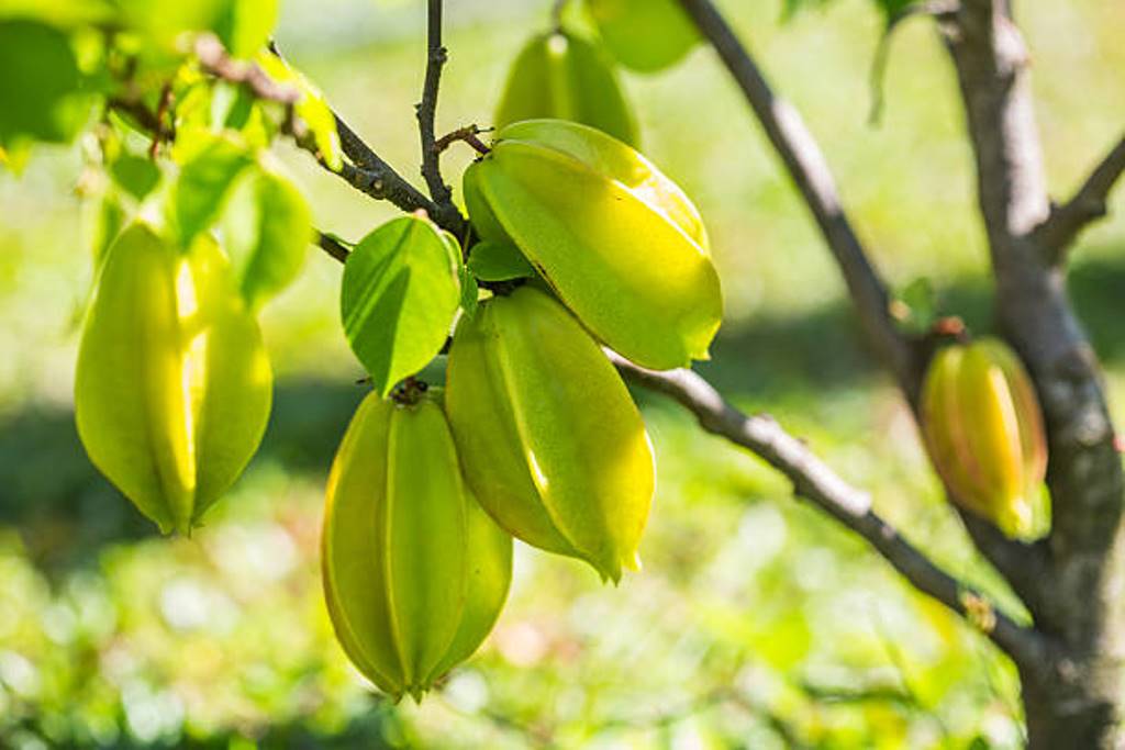 Star fruit plant can be grown like this; Farming practices