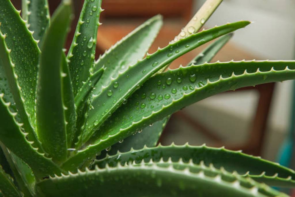 Aloe vera is great for skin and hair