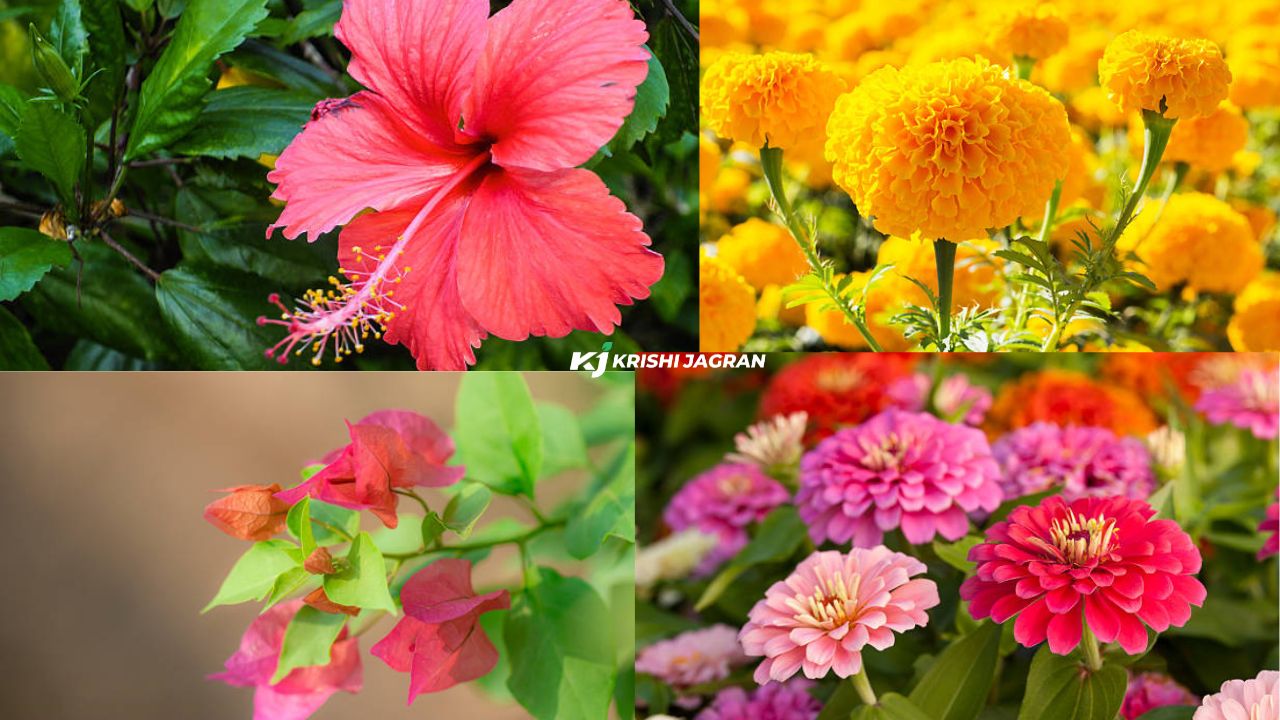 Growing these plants will enhance the beauty of the yard!